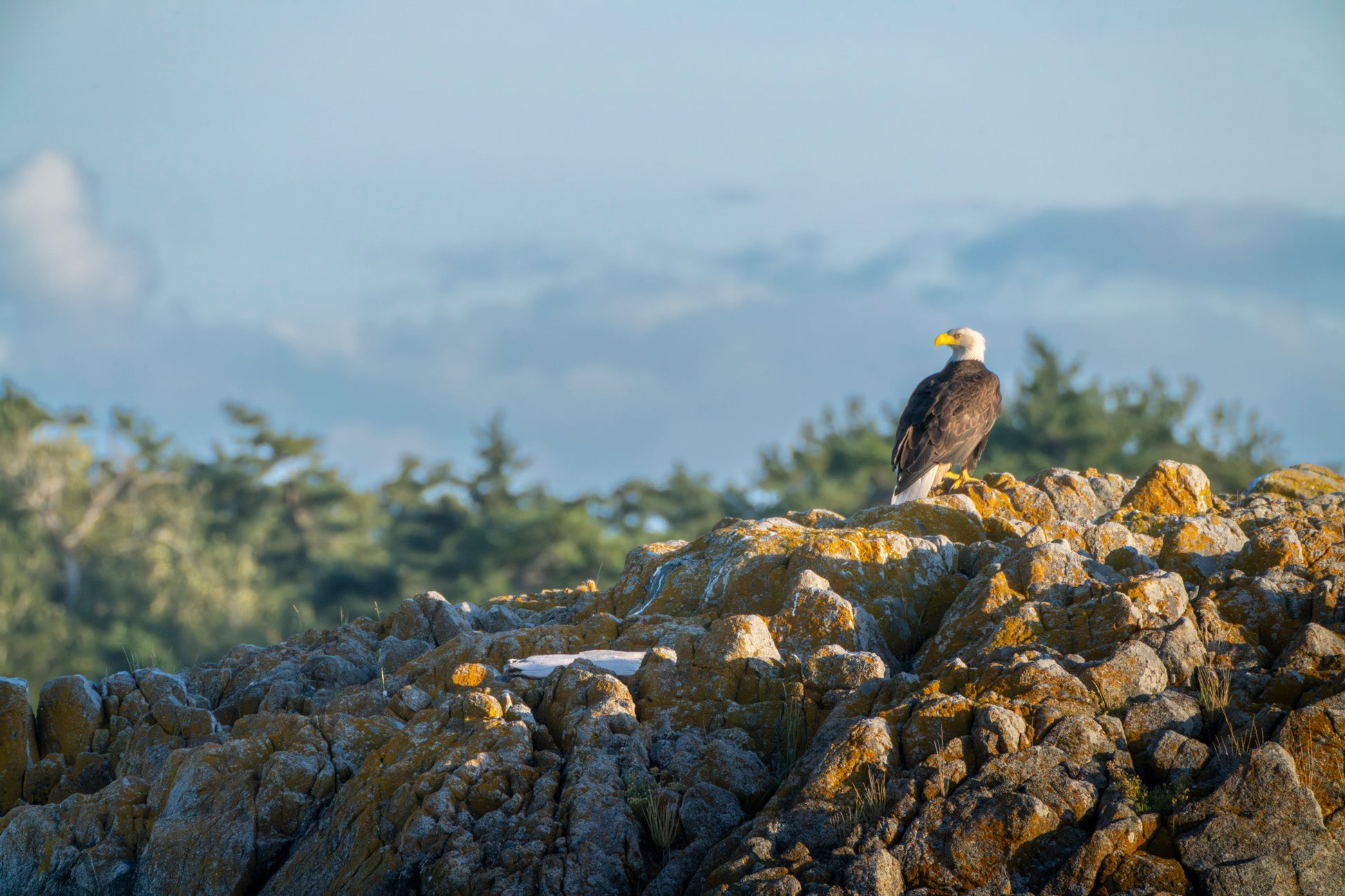 Eagle's Watch