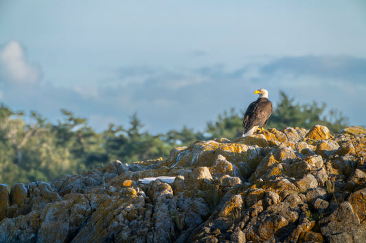 Eagle's Watch