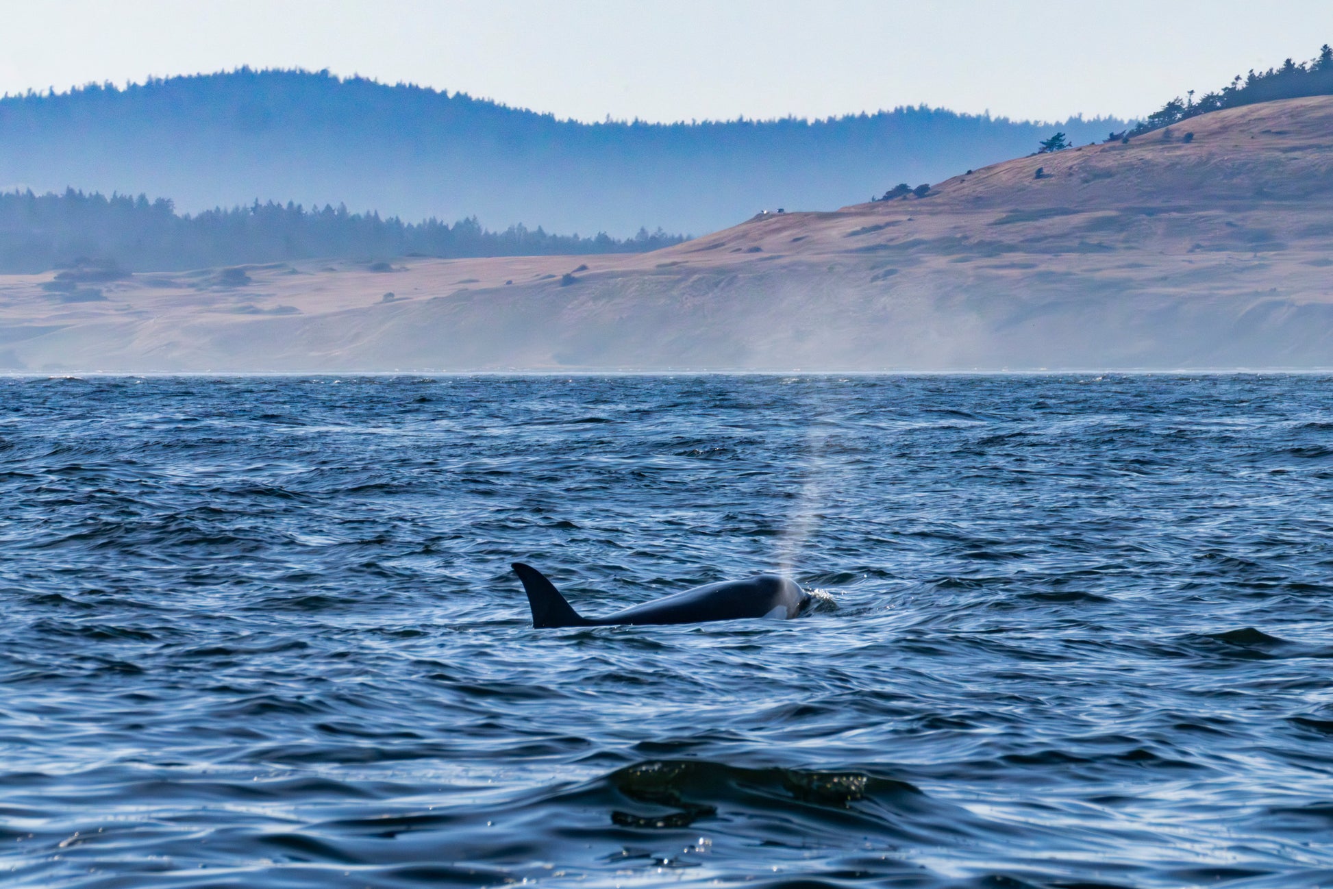 Salish Sea Symphony