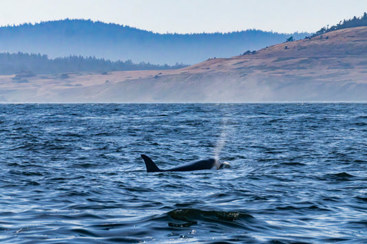 Salish Sea Symphony