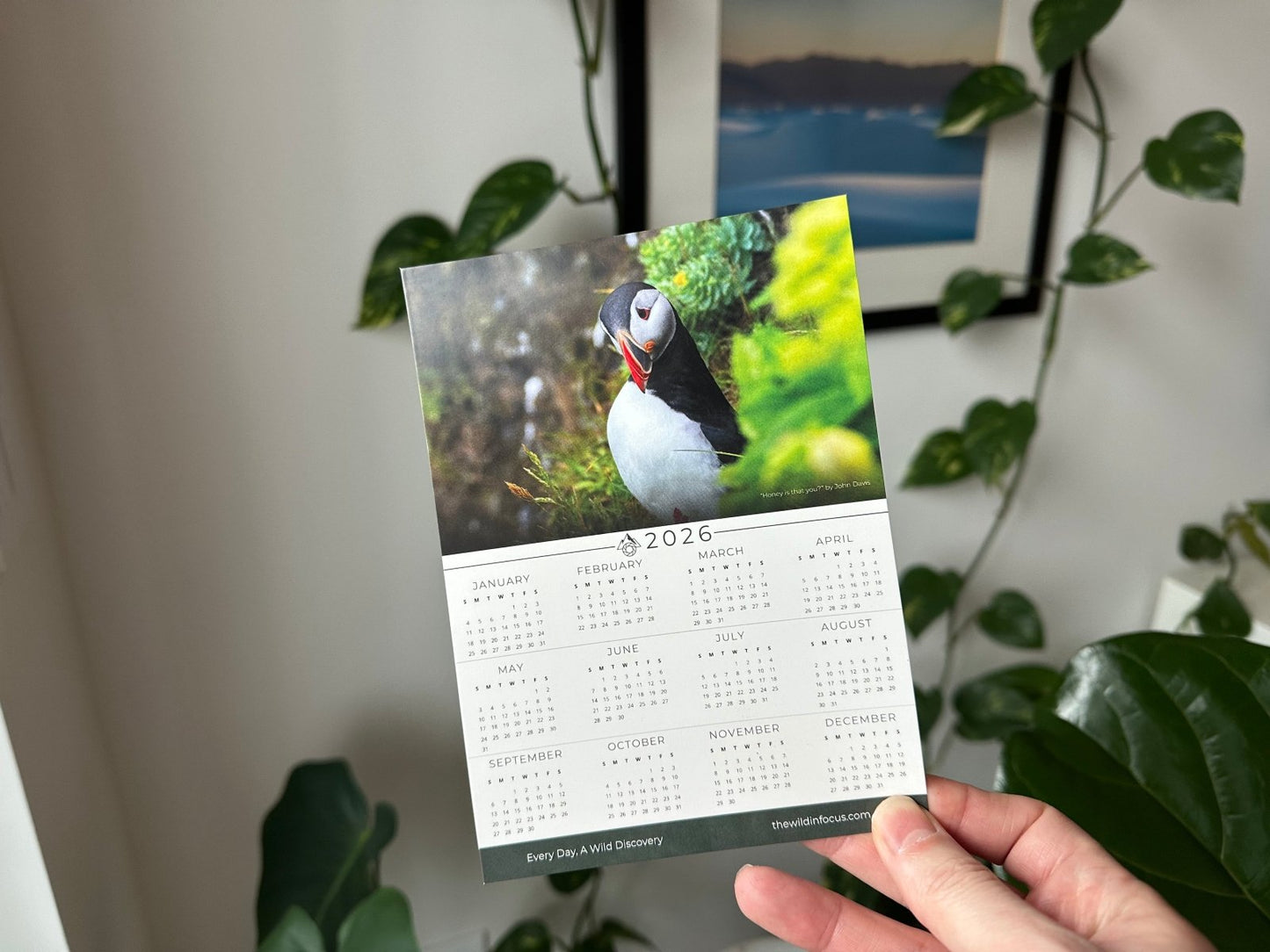 A hand displays the Puffin Calendar Bundle 2026 | Stocking Stuffers Save Up to $18. The cover showcases stunning Iceland wildlife photography, with leafy green plants and a framed photo in the background.