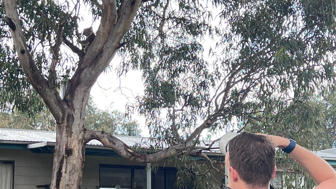 The Gumleaf Guru: A Koala Encounter That Changed My Perspective