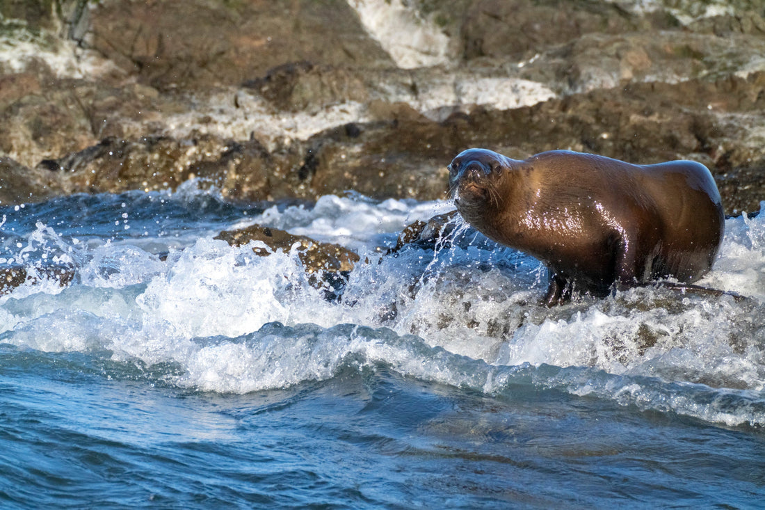 The Sea Lion Who Judged Me