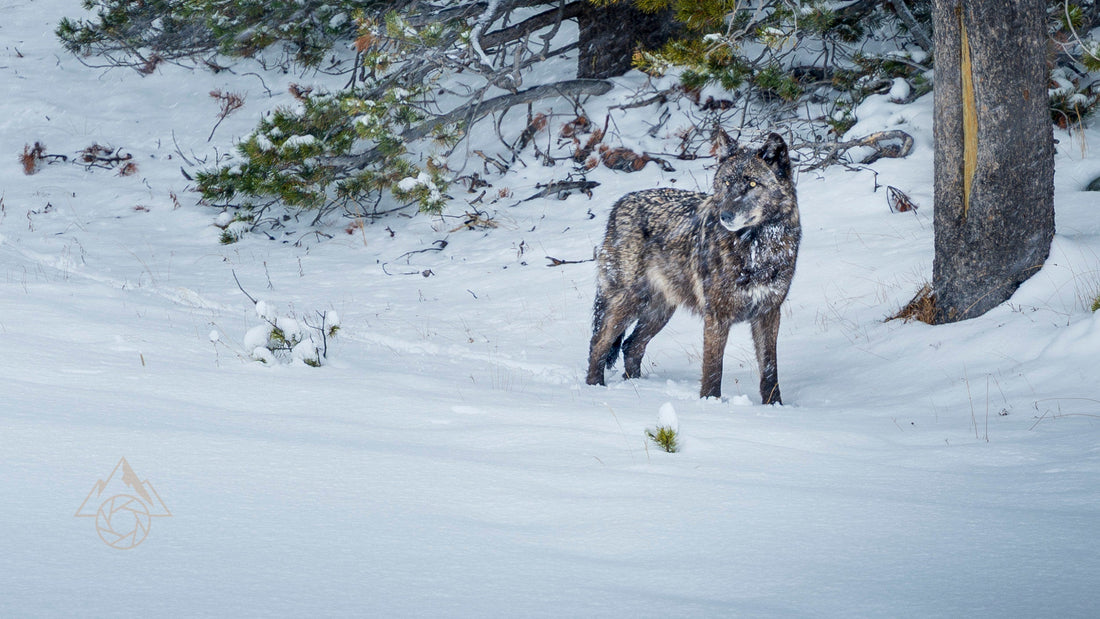 When the Whole Wolf Pack Shows Up: A Yellowstone Winter Adventure That Changed Everything