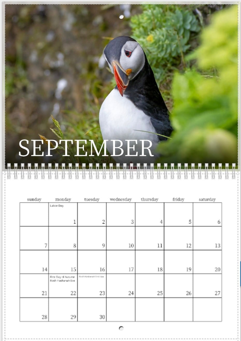 The 2025 Puffins of Iceland Wall Calendars September page displays a close-up puffin amid green foliage, September in bold white letters, and a calendar grid beneath—perfect for fans of Iceland wildlife photography.
