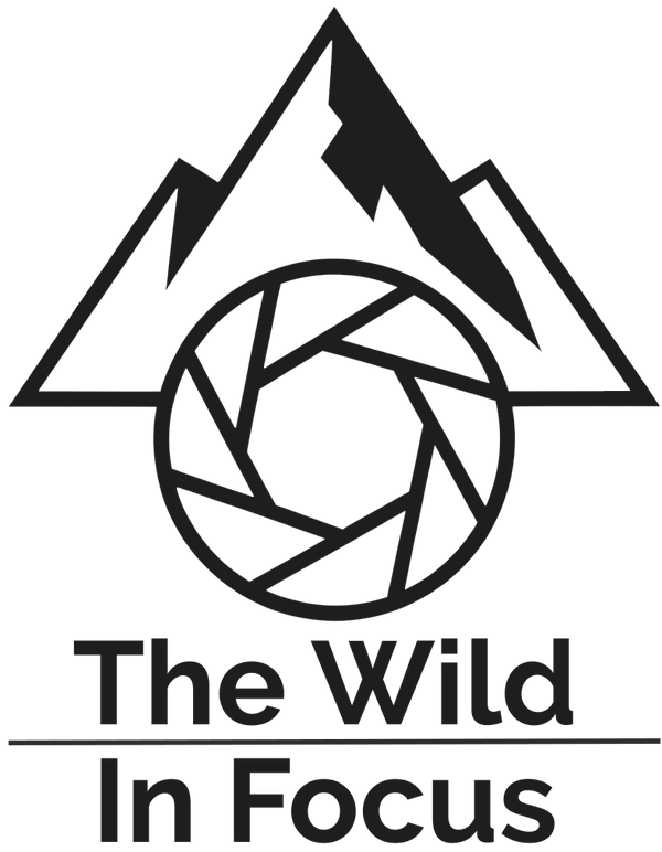 A black and white logo featuring a mountain outline above a camera shutter icon, with the text The Wild In Focus written below.