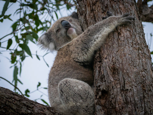 Clingy Koala - Australian Wildlife Photography Print from Raymond Island