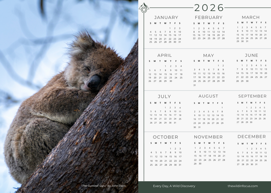 A koala naps clutching a tree, eyes closed and fur soft. To the right sits The Gumleaf Guru Koala Calendar 2026 – Australian Wildlife Photography Magnet Calendar (Pre-Order), set against a dreamy blue backdrop.