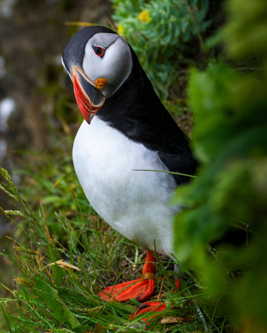 Honey Is That You? - Curious Iceland Puffin Photography Print