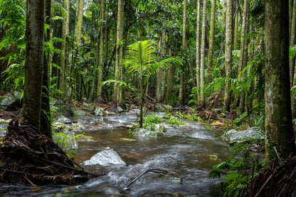 Sunlit through the lush, green canopy and tall trees at Curtis Falls, this Queensland rainforest scene inspires the Island of One - Curtis Falls Queensland Rainforest Photography Print. Rocks, ferns, and flowing water complete the tranquil view.