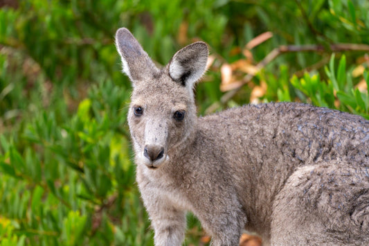 Misses Roo - Australian Kangaroo Portrait from Raymond Island