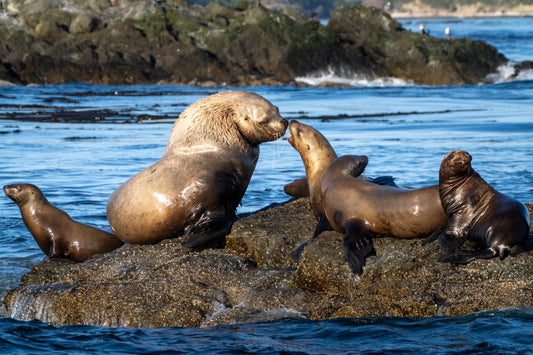 Not in Front of the Kids