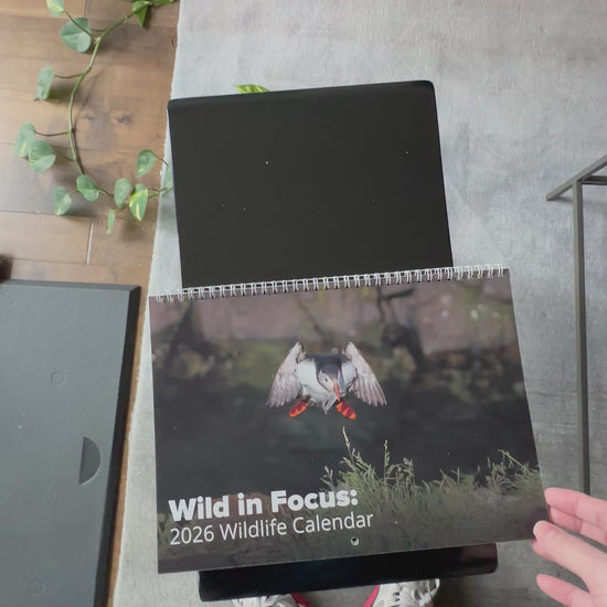 Person flips through wildlife calendar showcasing the collection of global wildlife images on a monthly wall calendar with all holidays. 