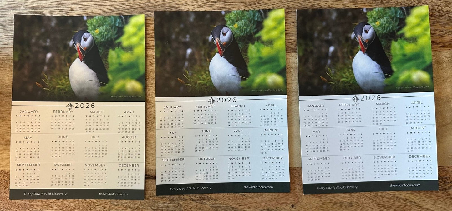 Three Puffin Calendar Bundle 2026 | Stocking Stuffers Save Up to $18 feature stunning Iceland wildlife photos, all twelve months, and “Every Day A Wild Discovery” text—ideal as a unique stocking stuffer.