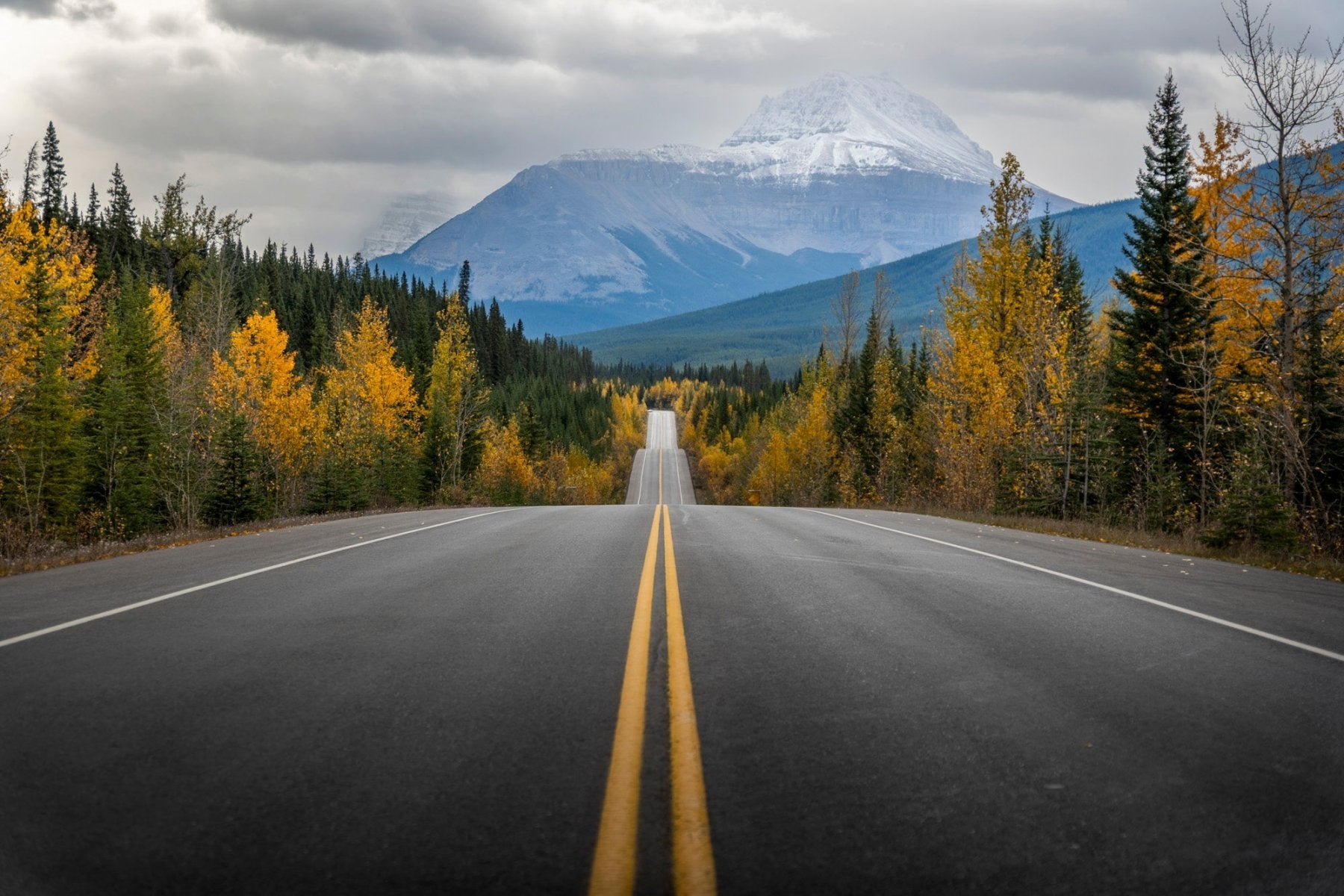 Road to Autumn | Icefields Parkway, Canadian Rockies Print: A long road with yellow lines leads toward a distant, snow-capped peak in Banff National Park, framed by autumn trees in green and gold under a cloudy sky.