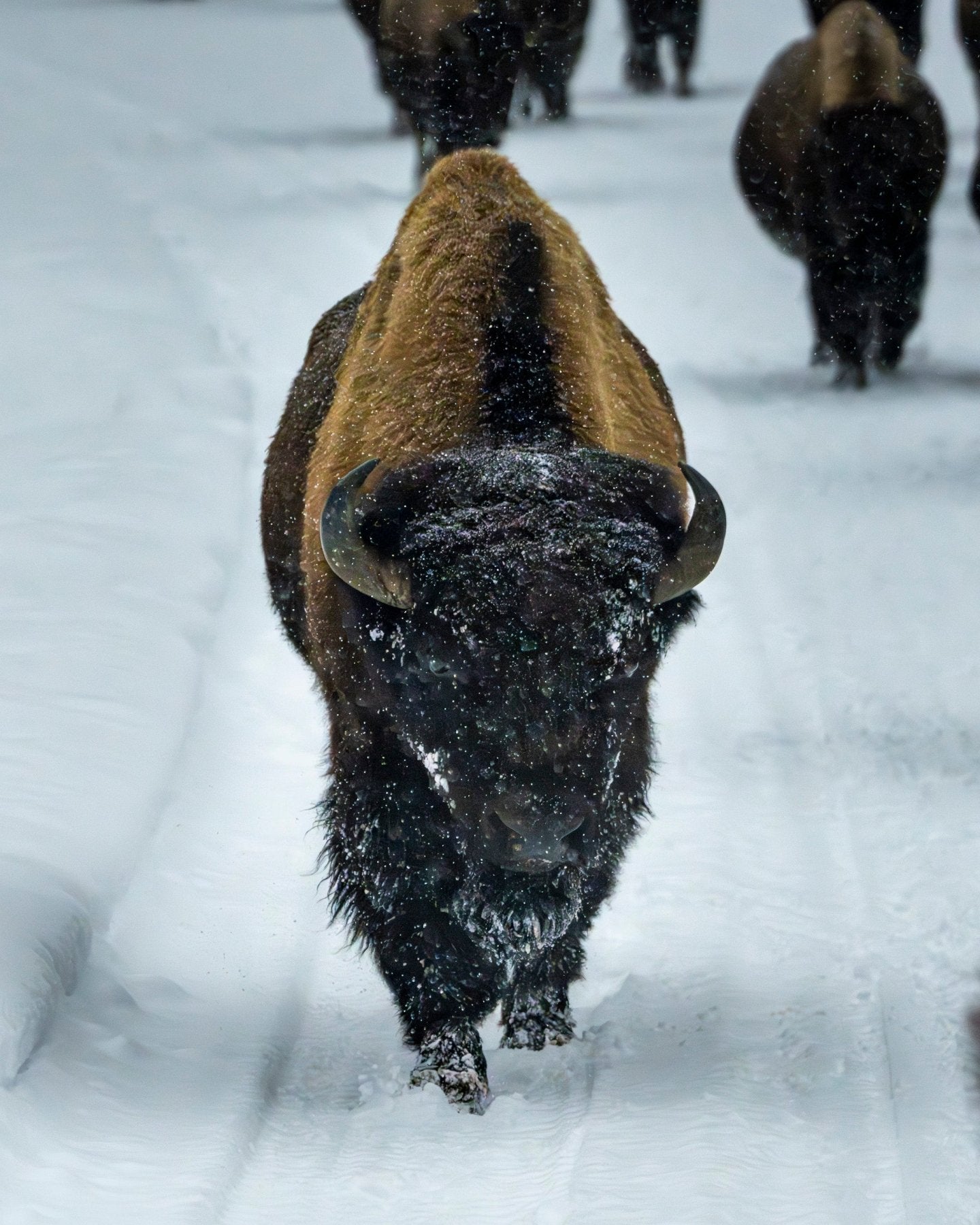 Snowy Giant - Majestic Bison in Winter Storm, Yellowstone National Park