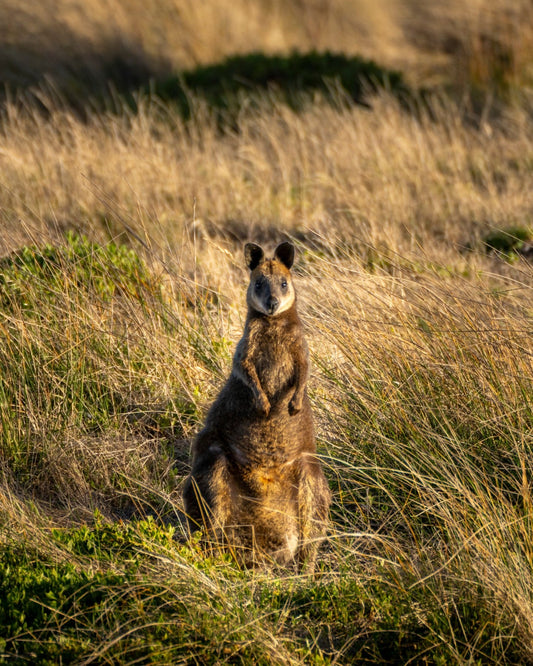 The Bouncer - Australian Wallaby Photography Print