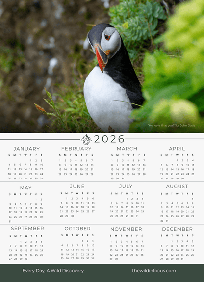 The Puffin Calendar Bundle 2026 | Stocking Stuffers Save Up to $18 features an Atlantic puffin among greenery, highlighting Iceland wildlife. Each month is displayed in a grid—perfect as a stocking stuffer for nature lovers.