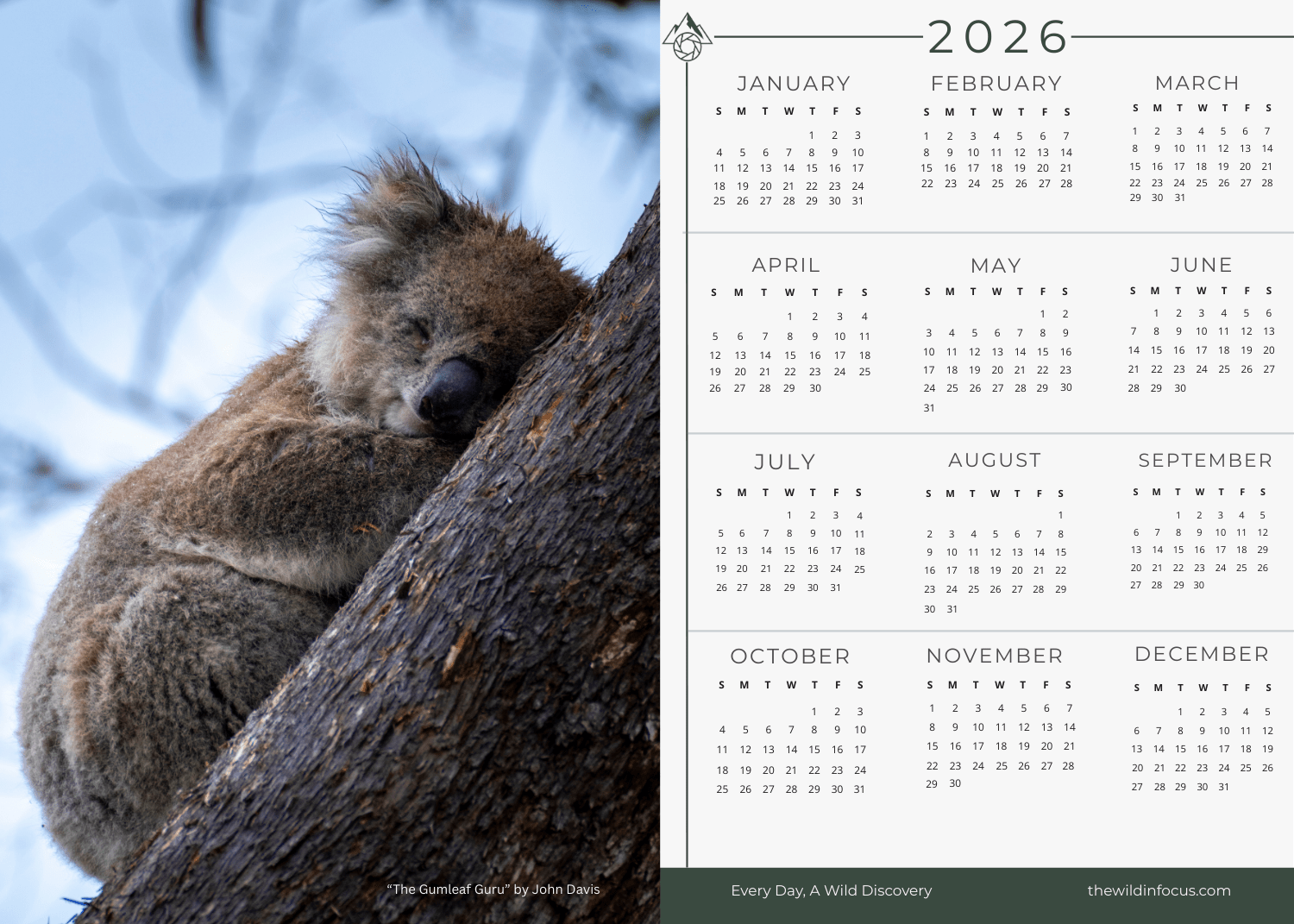 The Gumleaf Guru Koala Calendar 2026 – Australian Wildlife Photography Magnet Calendar features a sleeping koala hugging a tree in a cool-toned Raymond Island forest, with months in three columns on the right. Photo by John Deas. Pre-order now!.