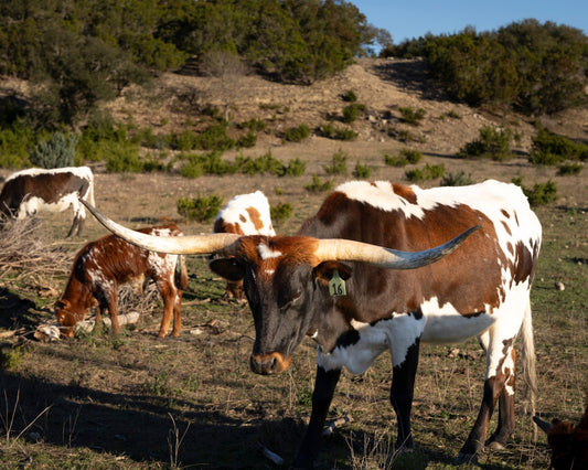 The Horns - Texas Longhorn Hill Country Photography Print