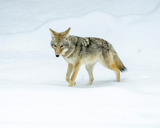 The Wanderer - Coyote Photography Print from Yellowstone Winter