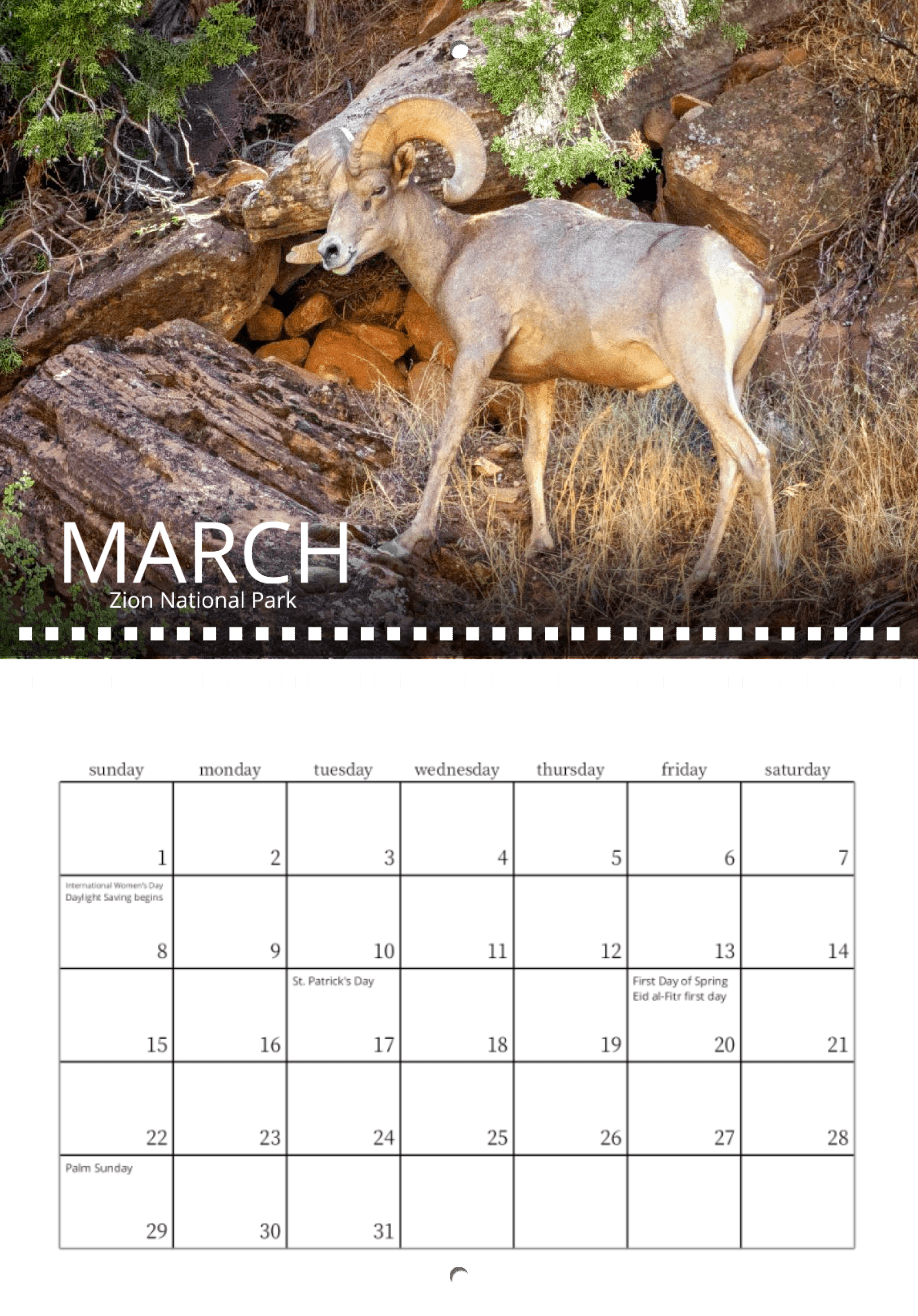 A bighorn sheep wanders through Zion's rocks and greenery in Wild in Focus: 2026 Wildlife Calendar. This stunning photo highlights March, with holidays and notable dates clearly marked for easy reference.