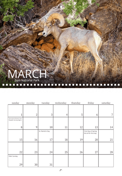 A bighorn sheep wanders through Zion's rocks and greenery in Wild in Focus: 2026 Wildlife Calendar. This stunning photo highlights March, with holidays and notable dates clearly marked for easy reference.