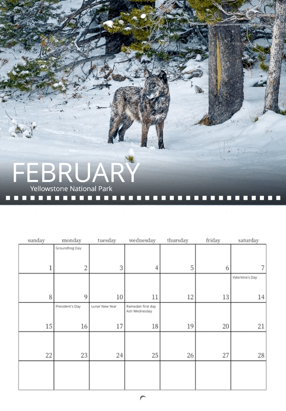 A lone gray wolf stands in a snowy forest clearing beside tall trees. Below, the February 2026 page of Wild in Focus: 2026 Wildlife Calendar highlights holidays like Groundhog Day, Valentine’s Day, and Lunar New Year.