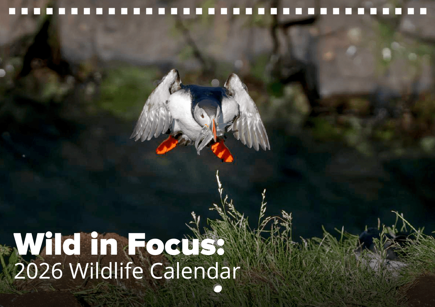 A puffin with orange feet and beak flies down holding fish, set against grass. Text reads: Wild in Focus: 2026 Wildlife Calendar, showcasing breathtaking world wildlife photography.