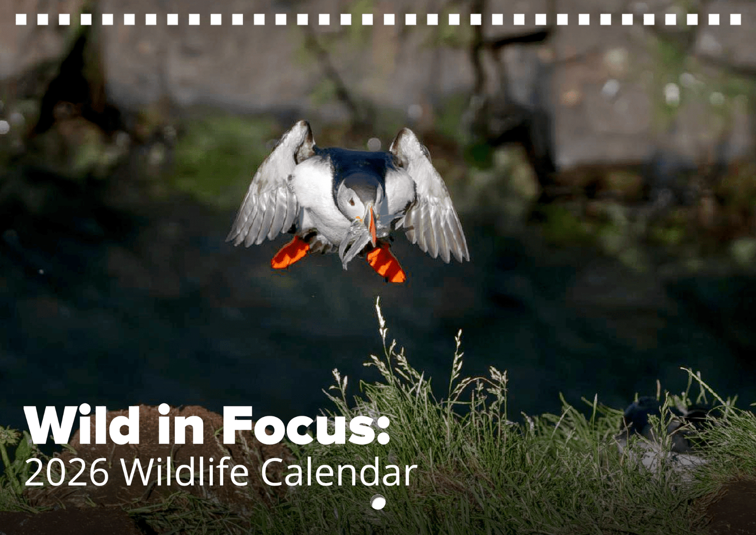 A puffin with orange feet and beak flies down holding fish, set against grass. Text reads: Wild in Focus: 2026 Wildlife Calendar, showcasing breathtaking world wildlife photography.