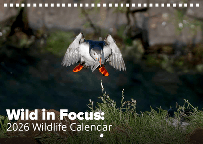 A puffin with orange feet and beak flies down holding fish, set against grass. Text reads: Wild in Focus: 2026 Wildlife Calendar, showcasing breathtaking world wildlife photography.