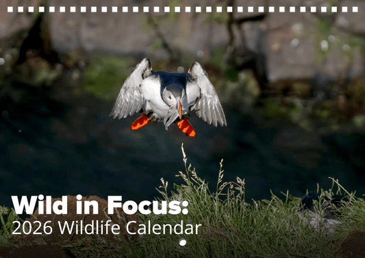 A puffin with orange feet and beak flies down holding fish, set against grass. Text reads: Wild in Focus: 2026 Wildlife Calendar, showcasing breathtaking world wildlife photography.