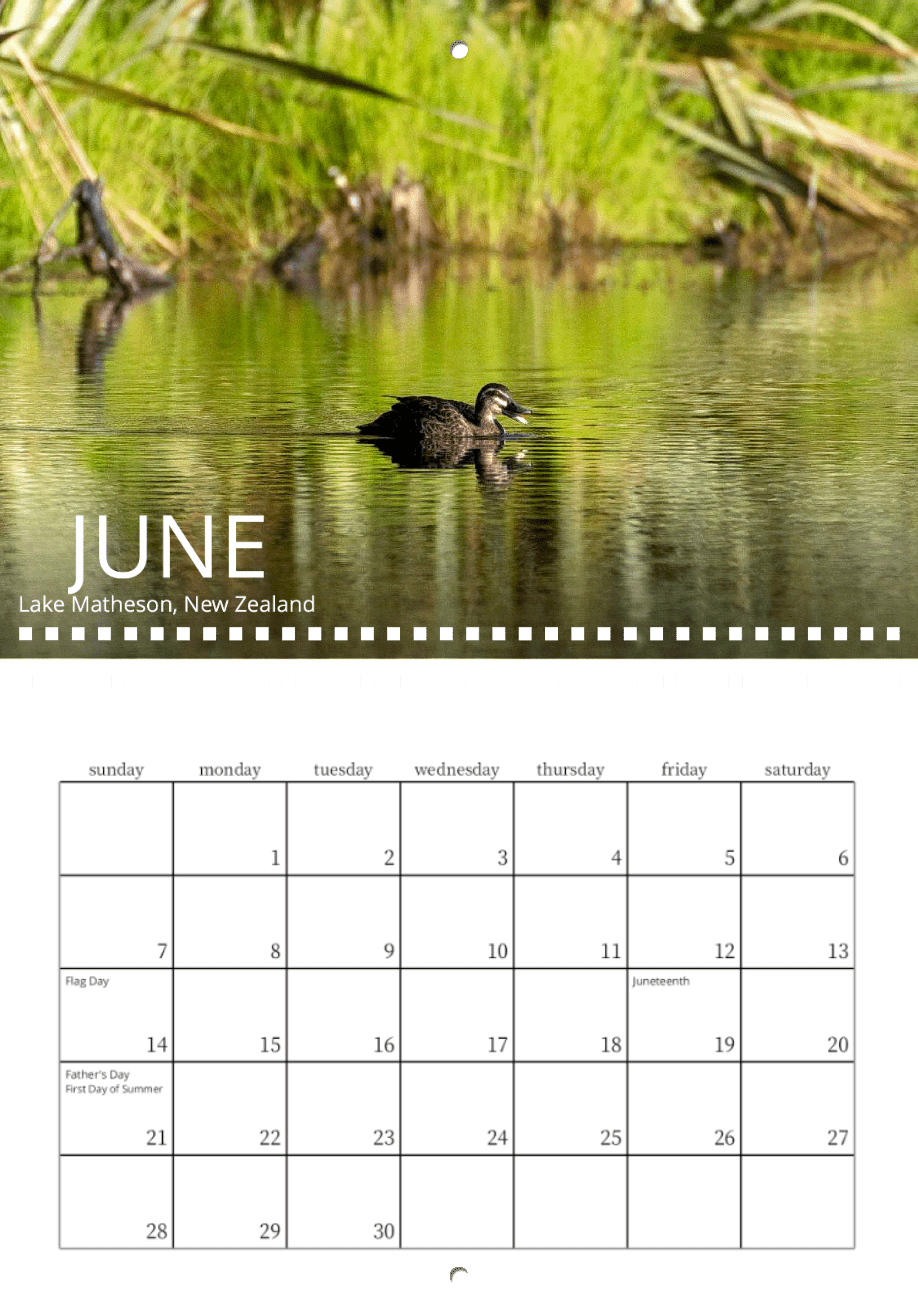 A lone black duck glides across a green lake in lush vegetation. The Wild in Focus: 2026 Wildlife Calendar features June’s holidays—Flag Day, Juneteenth, Father’s Day—ideal for nature photography enthusiasts.