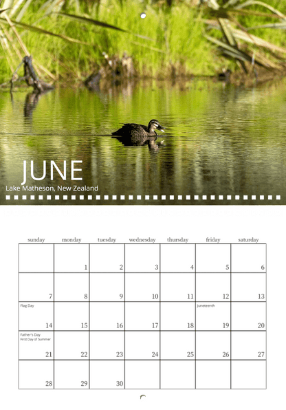 A lone black duck glides across a green lake in lush vegetation. The Wild in Focus: 2026 Wildlife Calendar features June’s holidays—Flag Day, Juneteenth, Father’s Day—ideal for nature photography enthusiasts.
