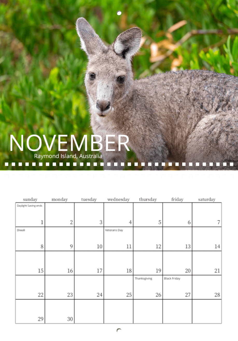 The Wild in Focus: 2026 Wildlife Calendar’s November page displays a kangaroo in green foliage on Raymond Island, Australia, with nature photography and marked holidays like Veterans Day, Thanksgiving, and Black Friday.