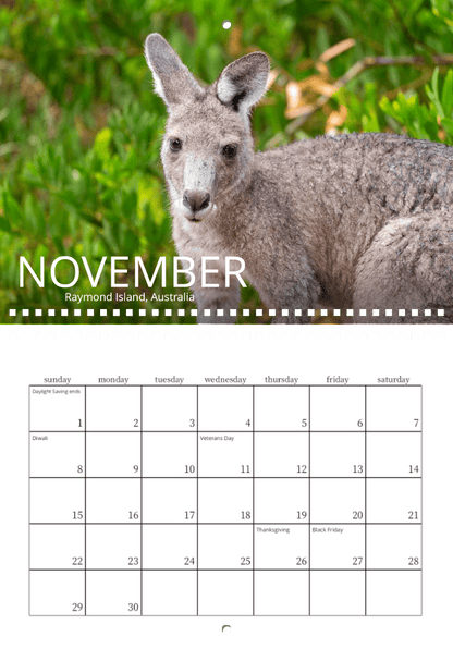 The Wild in Focus: 2026 Wildlife Calendar’s November page displays a kangaroo in green foliage on Raymond Island, Australia, with nature photography and marked holidays like Veterans Day, Thanksgiving, and Black Friday.
