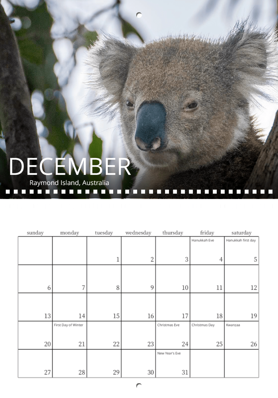 A close-up of a koala in a tree amid green leaves, featured in the Wild in Focus: 2026 Wildlife Calendar for December at Raymond Island, Australia. Shown dates include holidays like Hanukkah, Christmas, and New Year’s Eve.