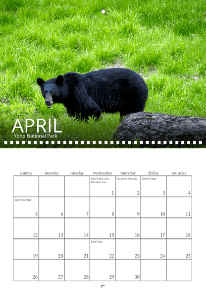 A black bear in bright green grass near a log at Yoho National Park features on the April page of the Wild in Focus: 2026 Wildlife Calendar, which also highlights holidays such as Easter Sunday and Earth Day.
