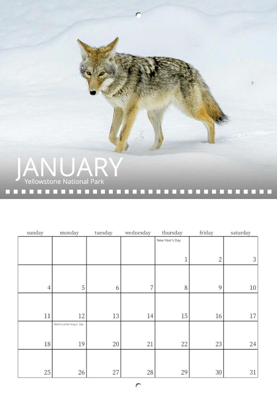 A coyote treks through Yellowstone's snow above the January page of the Wild in Focus: 2026 Wildlife Calendar, featuring major holidays like New Year's Day and Martin Luther King Jr. Day. Stunning nature photography enlivens every month.
