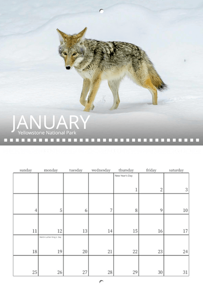 A coyote treks through Yellowstone's snow above the January page of the Wild in Focus: 2026 Wildlife Calendar, featuring major holidays like New Year's Day and Martin Luther King Jr. Day. Stunning nature photography enlivens every month.