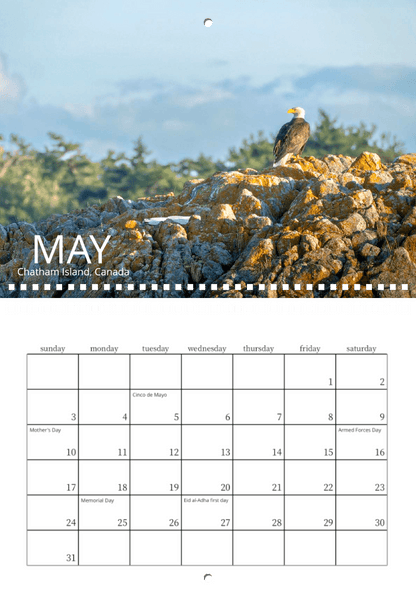 The Wild in Focus: 2026 Wildlife Calendar showcases a bald eagle on sunlit rocks with a blurred green forest in the background. May highlights U.S. holidays, photographed at Chatham Island, Canada.