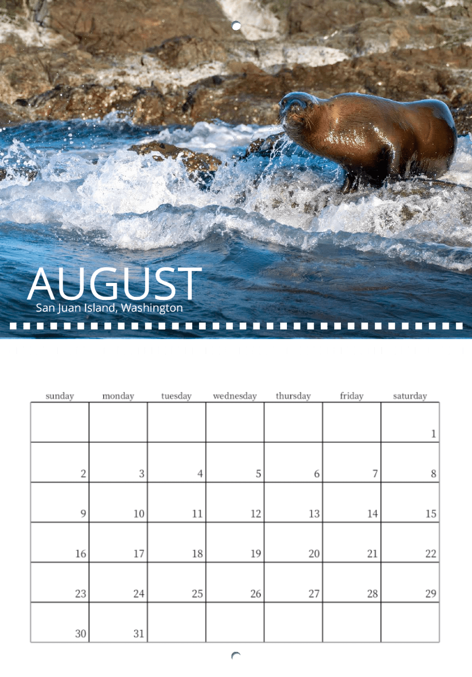 A sea lion stands on a rocky shore as waves crash, with "AUGUST" and "San Juan Island, Washington" below. This striking photo is from the Wild in Focus: 2026 Wildlife Calendar, featuring an empty August grid underneath.