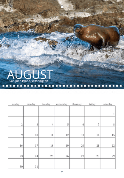 A sea lion stands on a rocky shore as waves crash, with "AUGUST" and "San Juan Island, Washington" below. This striking photo is from the Wild in Focus: 2026 Wildlife Calendar, featuring an empty August grid underneath.