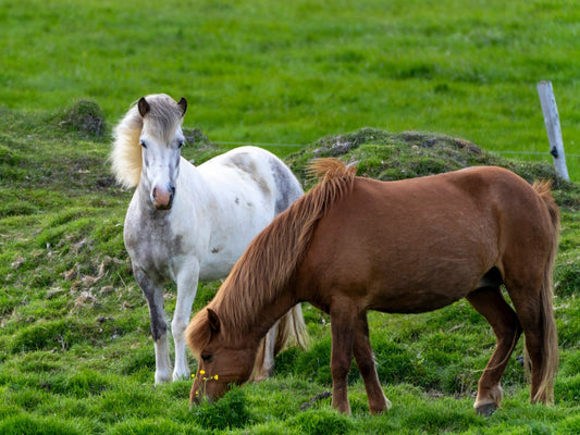 Wind Swept Companions - Icelandic Horses Photography Print