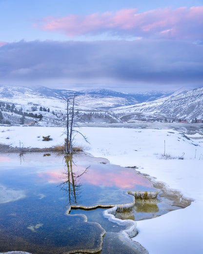 Winter's Water Color - Mammoth Hot Springs Yellowstone Photography Print captures a snowy landscape with a leafless tree mirrored in hot spring water, framed by pink clouds and mountains beneath a pastel sky.